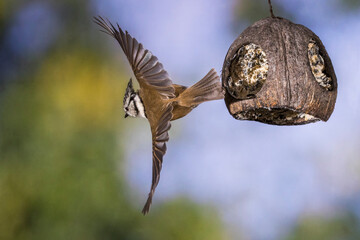 Haubenmeise (Lophophanes cristatus)