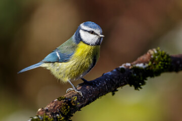 Blaumeise (Cyanistes caeruleus)