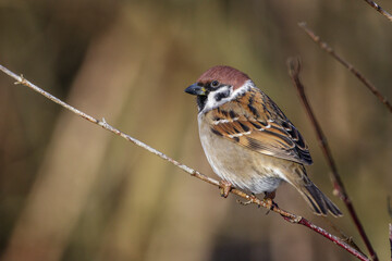 Feldsperling (Passer montanus)