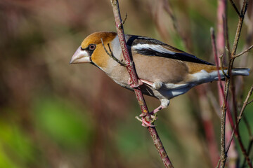 Kernbeißer (Coccothraustes coccothraustes)