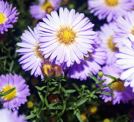 Obraz premium pink and white flowers