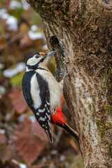 Buntspecht (Dendrocopos major) Weibchen