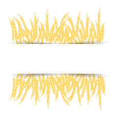 Wheat ears with space for text.