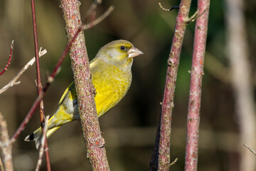 Grünfink (Carduelis chloris)