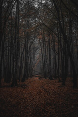 morning in the forest