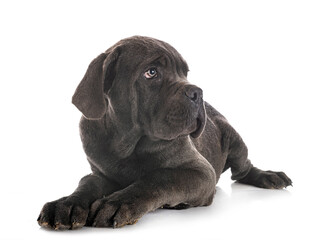 puppy cane corso