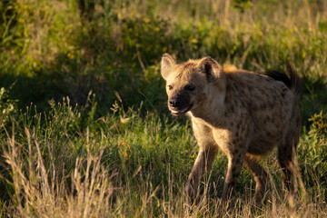 spotted hyena in golden light
