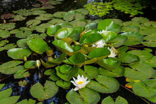 Bright green lilly pad's cover the surface of a pond.summer river with white lilies.quiet summer river.pond scenery with water lilly.water lily floating on a small lake