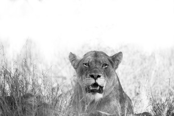 lioness in the wild - Africa