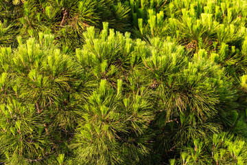 Close-up of pine branches. Nature background concept