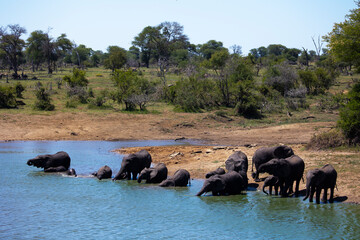 Fototapeta na wymiar A herd of African elephants drinking water.