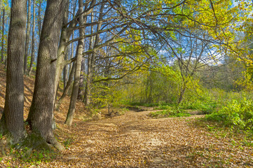 Autumn landscape - a small ravine in a forest park.