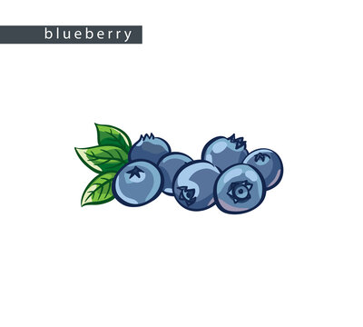sketch_blueberry_seven_berries