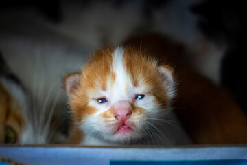Fototapeta premium kitten on a box