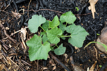 Cucumber plant growing in soil