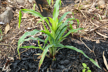 Young corn plant in a field