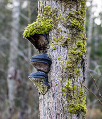 Birch bristle bracket fungus