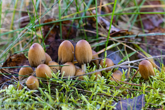 Glistening inky cap