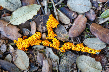 Leocarpus fragilis. Fragile leocarp. Small yellow fungi on holm oak remains.
