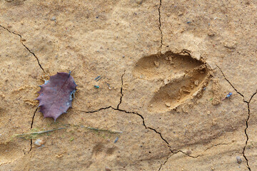 Capreolus capreolus. Roe deer footprint in the sand and holm oak leaf.