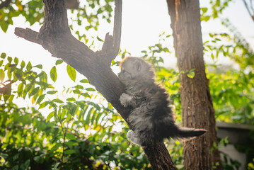 Cute persian kitten playing on a tree with a beautiful green leaves background
