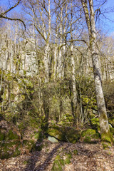 Blockfield at a rock face in a wild terrain