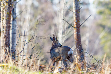 Roe deer buck in the woods looking backward