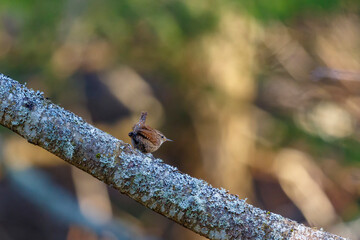 Wren bird sitting on a tree branch in the woods