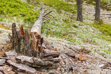 Tree stub and a fallen Pine tree snag