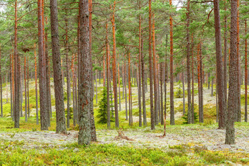 Old coniferous forest with white lichens on the forest floor