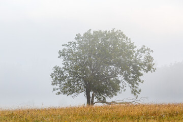 Fototapeta na wymiar Single tree in fog on a meadow