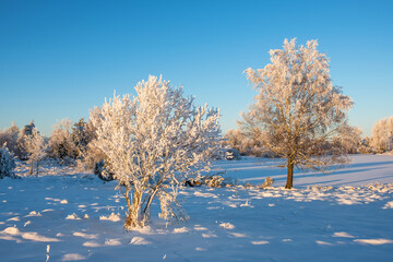 Beautiful winter landscape with snow and hoarfrost