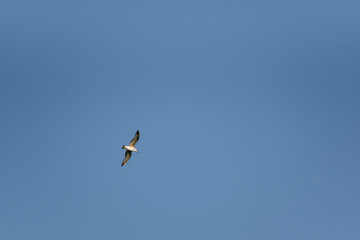 Sea gull in flight on a blue sky