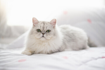 Fototapeta na wymiar Cute persian cat lying on the bed