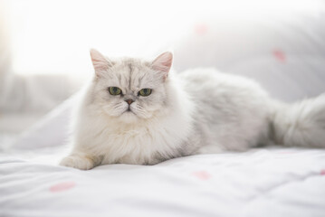Cute persian cat lying on the bed