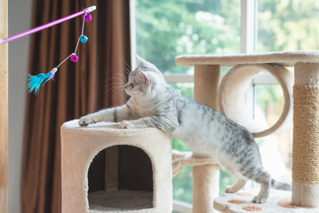 kitten playing toy on cat tower
