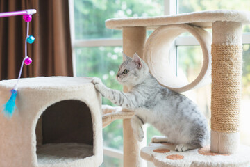 kitten playing toy on cat tower