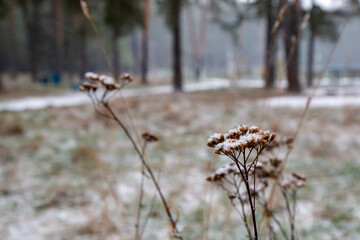 flowers in the forest snow