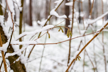 snow covered branches
