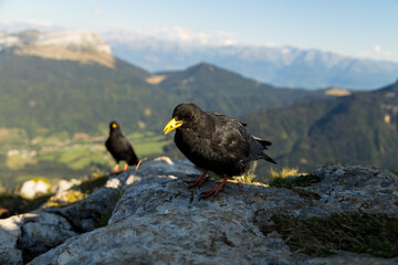 Chocard à bec jaune qui picore