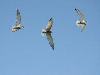 Adult common terns with black caps flying in sky and screaming in search of food