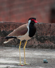 Red-wattled lapwing
