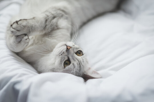 Cute American Shorthair kitten sleeping on white bed