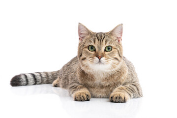 Close up of Brown British cat sitting  and looking at camera on white background isolated