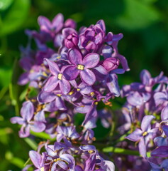 Lilac flowers close-up on green background