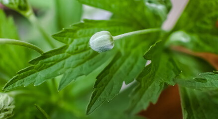 Flower Bud close-up on green background