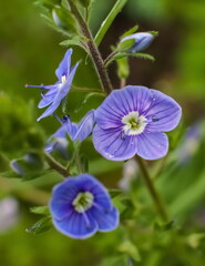 Flowers Veronica Dubravnaya closeup on green background