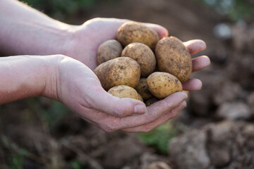 Hands holding freshly harvested potatoes
