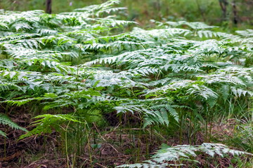 Fern in the forest in summer