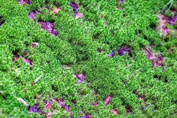 Fototapeta premium Moss on the ground in the forest in summer